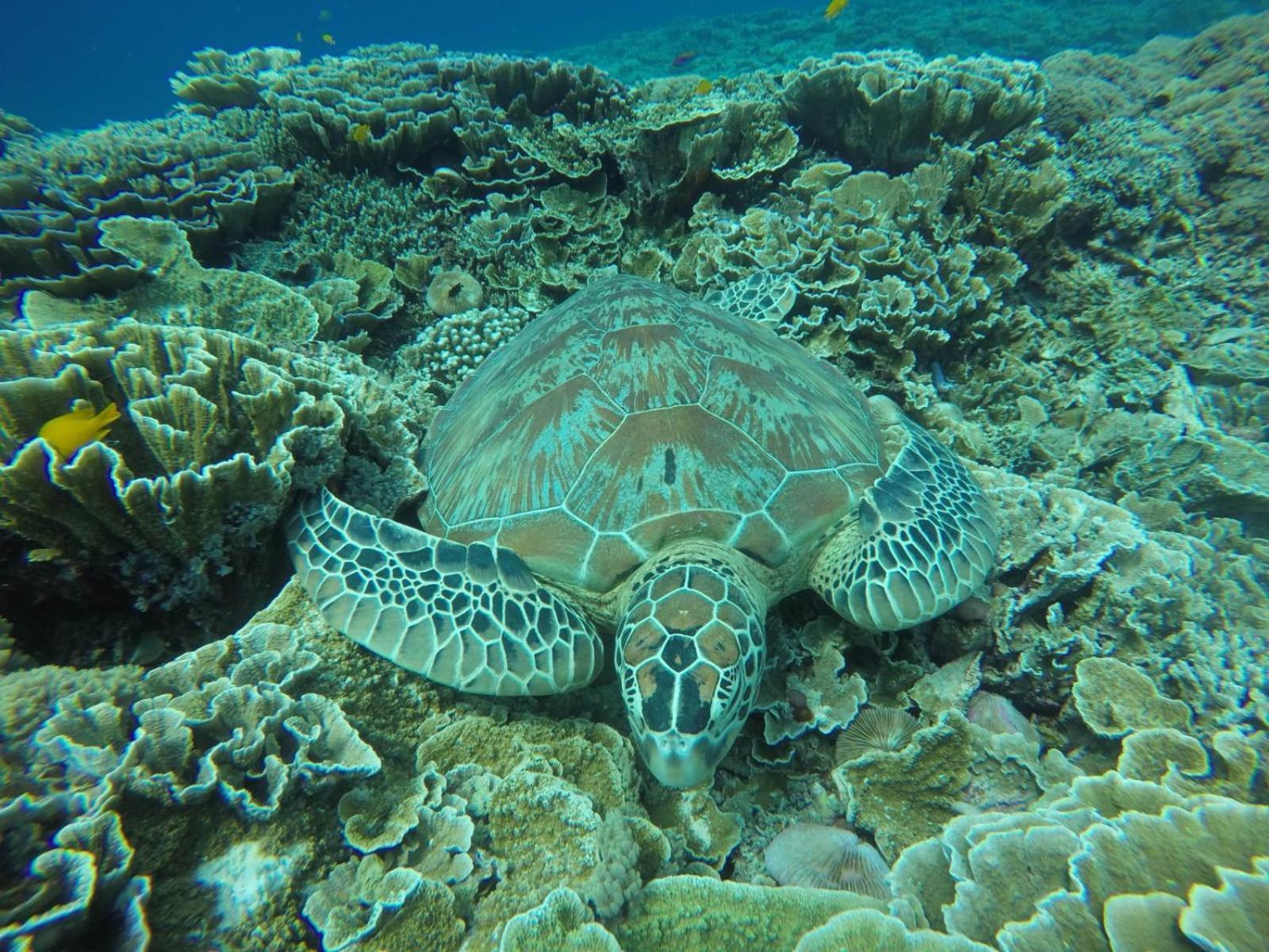 Fantastic Cottages Gili Meno Kamer foto